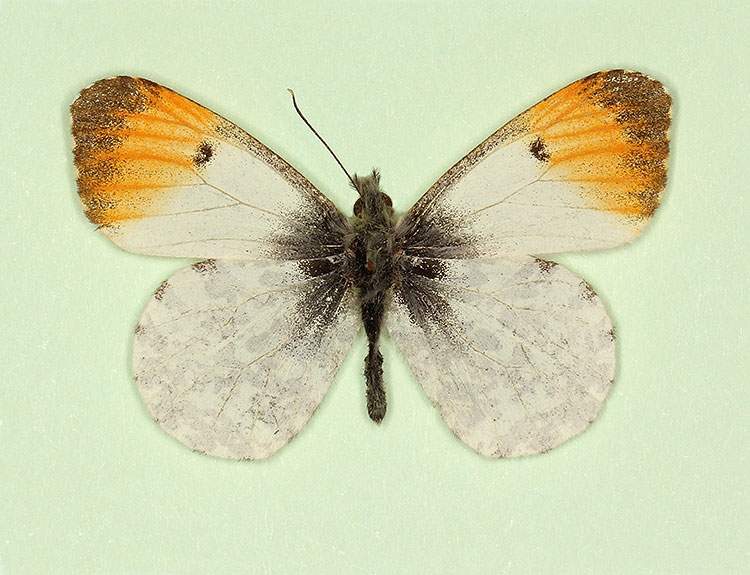 Anthocharis cardamines male (aberrant form nov) (Internet Image property of respective owner, non-commercial use only)